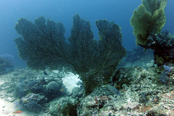 sea fans